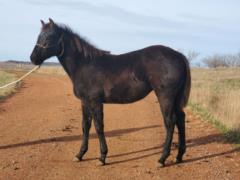 Mia Willow Drift JW <BR> AQHA PENDING
